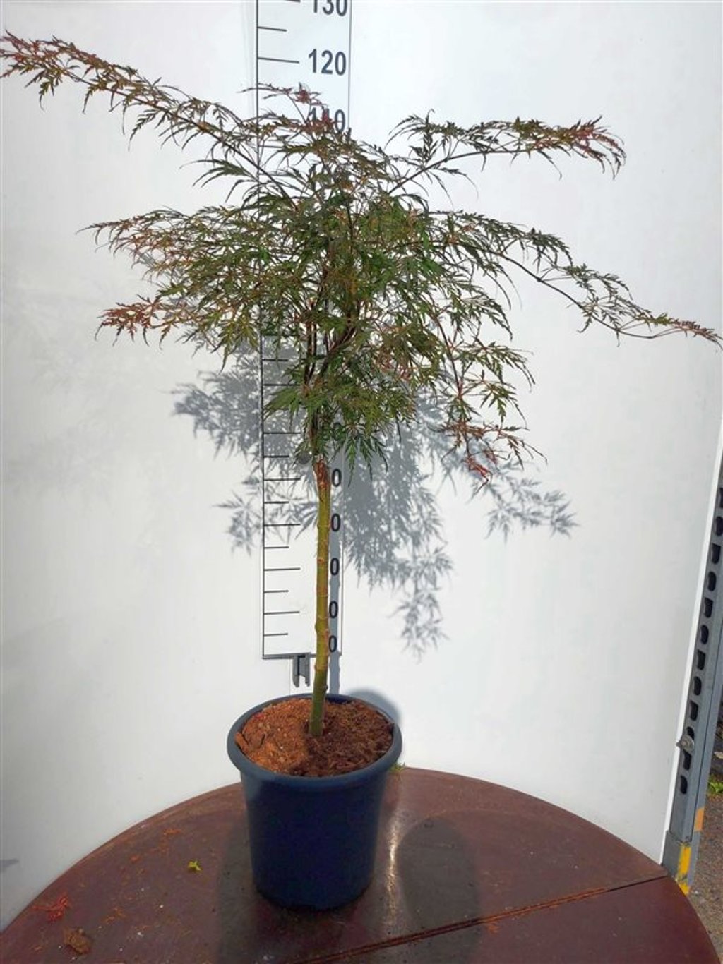 Acer pal. 'Crimson Princess' - 50 CM Stem C15